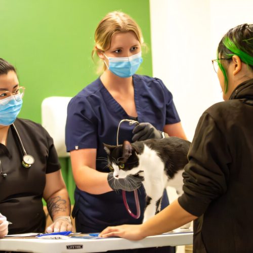 integrating-human-and-1.jpg Integrating human and animal health care increases access to services for homeless youth